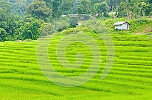 Young terrace rice plantation in a Karen village, Thailand