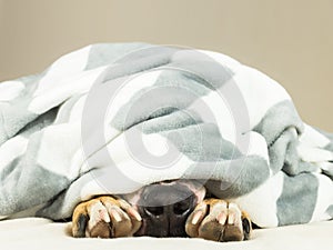 Nose and paws of lazy or sic pet dog sticking out of clean white throw blanket