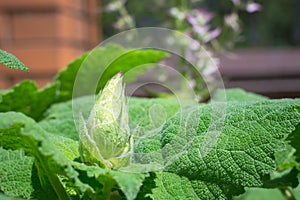 A young texture sage bud with green juicy leaves