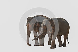 Young Thai, asian elephants are walking isolates on a white background