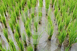 Young Thai rice in paddy field, Thailand