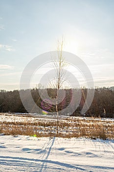 Young thin birch tree in winter against the background of a snowy field, forest and blue sky with the sun and small clouds