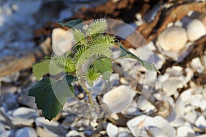 Young thistle