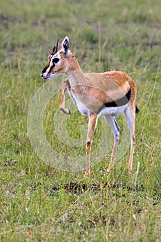 Young Thompson Gazelle