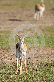 Young Thomson Gazelle