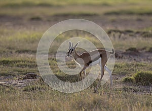 Young Thomson Gazelle at Amboseli National Park