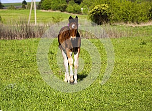 Young thoroughbred brown foal walks and plays on  green pasture. Little stallion frolic and eat grass on  spring meadow, on bright