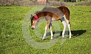 Joven pura sangre marrón potro camina a juega sobre el verde pastar. pequeno semental promiscuidad a comer césped sobre el primavera prado sobre el claro 