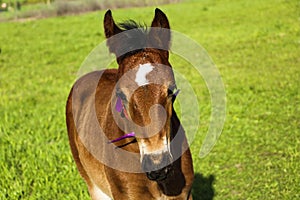 Young thoroughbred brown foal walks and plays on  green pasture. Little stallion frolic and eat grass on  spring meadow, on bright