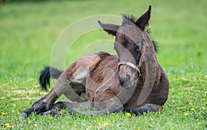 Young Thoroughbred horse resting in the grass photo