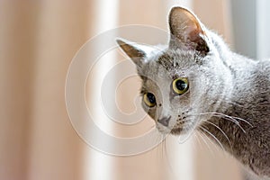 Young thoroughbred pedigreed cat. Breed Russian Blue