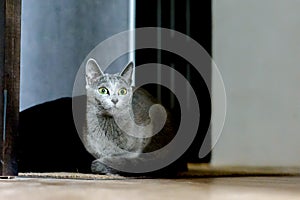 Young thoroughbred pedigreed cat. Breed Russian Blue