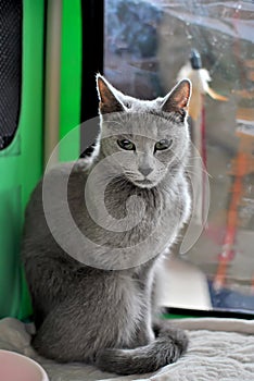 Young thoroughbred pedigreed cat. Breed Russian Blue