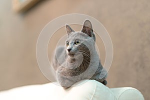 Young thoroughbred pedigreed cat. Breed Russian Blue