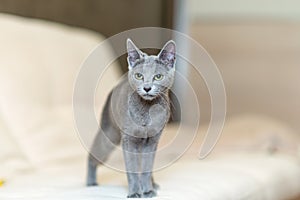 Young thoroughbred pedigreed cat. Breed Russian Blue
