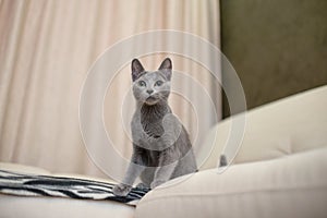 Young thoroughbred pedigreed cat. Breed Russian Blue