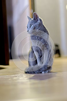 Young thoroughbred pedigreed cat. Breed Russian Blue