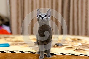 Young thoroughbred pedigreed cat. Breed Russian Blue