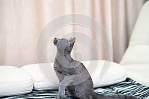 Young thoroughbred pedigreed cat. Breed Russian Blue