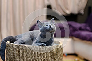 Young thoroughbred pedigreed cat. Breed Russian Blue