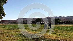 Young thoroughbred race horses eating grass