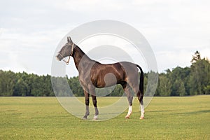 A young thoroughbred stallion is a horse polo player outdoor. The horse's mane is shaved. Blue sky and grass field