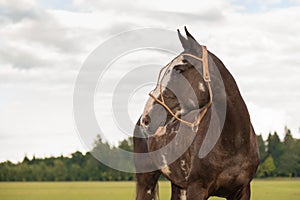 A young thoroughbred stallion is a horse polo player outdoor. The horse's mane is shaved. Blue sky and grass field