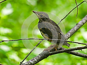 Young Thrush 4