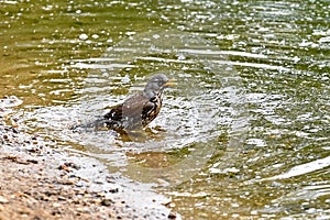 Young thrush bird bathing in spring pond