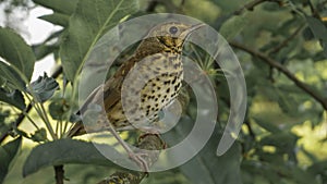 Young thrush on a branch of apple tree, summer