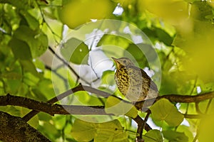 Young thrush sitting on a branch of the tree and green leaves