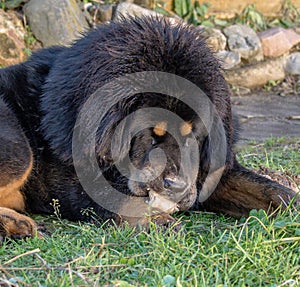 Young Tibetan Mastiff.