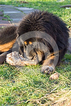 Young Tibetan Mastiff.