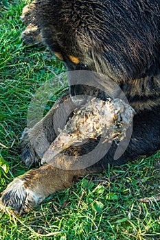 Young Tibetan Mastiff.