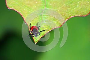 Young tick waiting for host