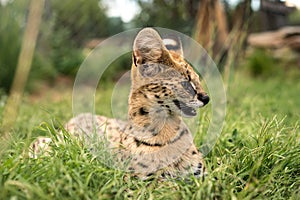 A young tierboskat sitting in the long green grass photo