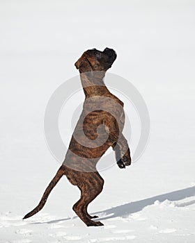 young tiger-colored boxer puppy stands on its hind legs. photo in winter on a snowy background