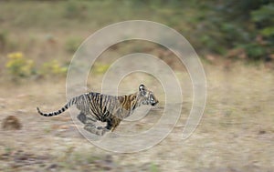 Young Tiger Cub running in Grass at Tadoba Andhari Tiger Reserve,Chandrapur,Maharashtra,India