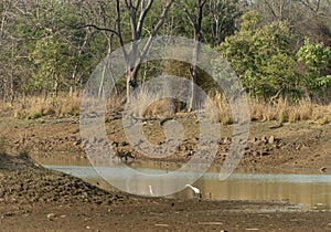 Young Tiger drinking water at Waterhole at Tadoba Tiger reserve Maharashtra,India