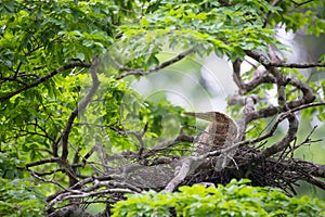 Young tiger heron in treetop nest