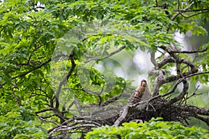 Young tiger heron in treetop nest