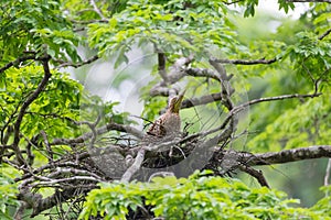 Young tiger heron in treetop nest