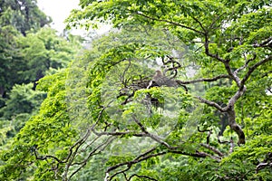 Young tiger heron in treetop nest