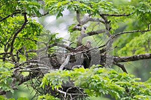 Young tiger heron in treetop nest