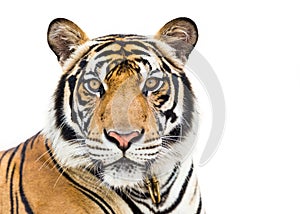 Young tiger isolated on white background