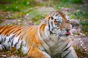 Young tiger (Panthera tigris altaica) is lying on the grass