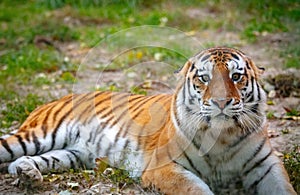 Young tiger (Panthera tigris altaica) is lying on the grass