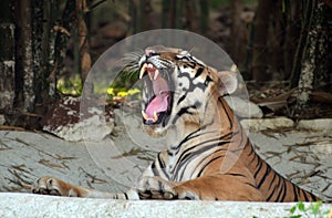 Young tiger resting in van vihar national park, Bhopal