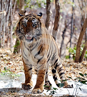 A young tiger in van vihar national park, Bhopal