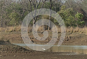 Young Tiger in waterhole at Tadoba Tiger reserve Maharashtra,India